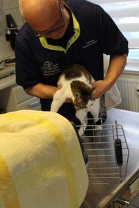 Untersuchung Katze - Weichteil